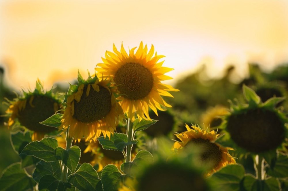 Campo di girasoli al sole